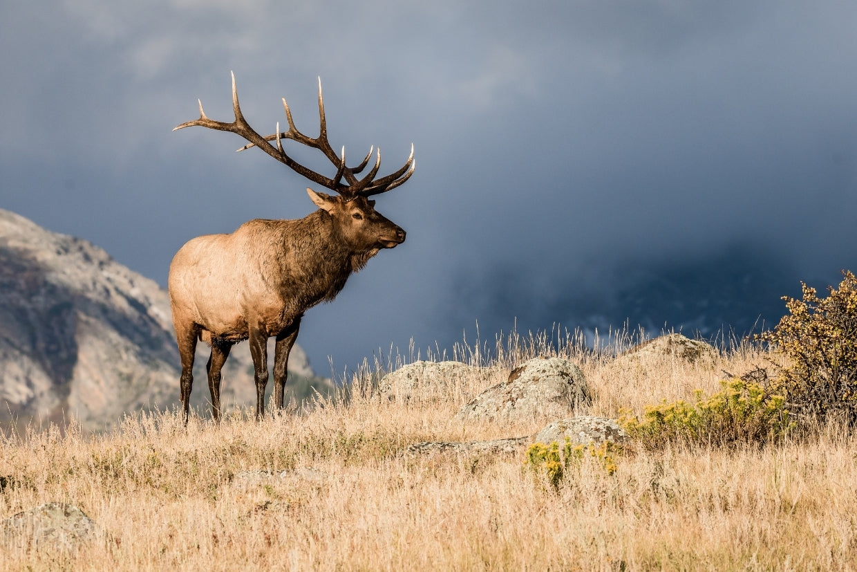 Camping During Hunting Season: What You Need to Know